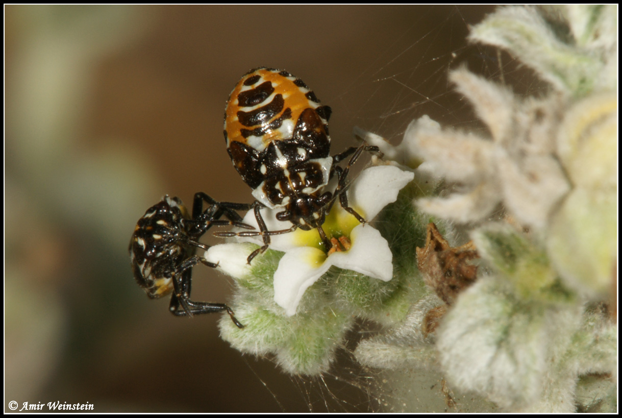 Nectar-feeding Heteroptera